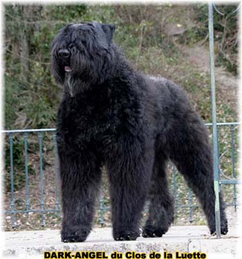 DARK ANGEL © Elevage de bouviers des flandres du Clos de la Luette specialisé pour le bouvier des flandres Copyrigth depose